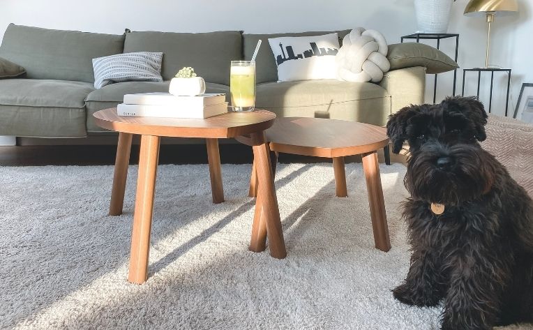 Dog on Living Room Carpet on Hardwood Flooring